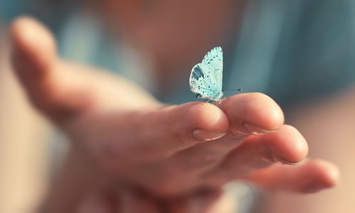 Schmetterlinge fliegen lassen