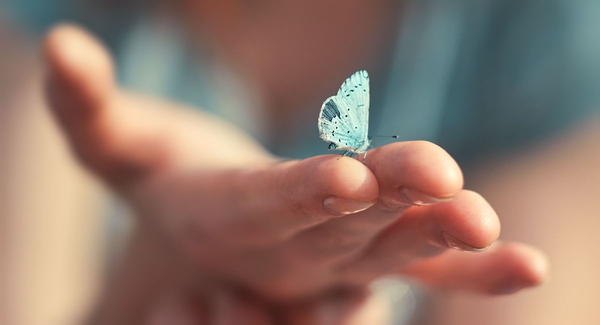 Schmetterlinge fliegen lassen