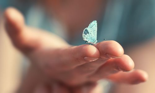 Schmetterlinge fliegen lassen