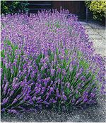 BALDUR Garten Winterharte Stauden Lavendel-Hecke 'Blau', 9 Pflanzen Duftlavendel Lavandula angustifolia Munstead echter Lavendel