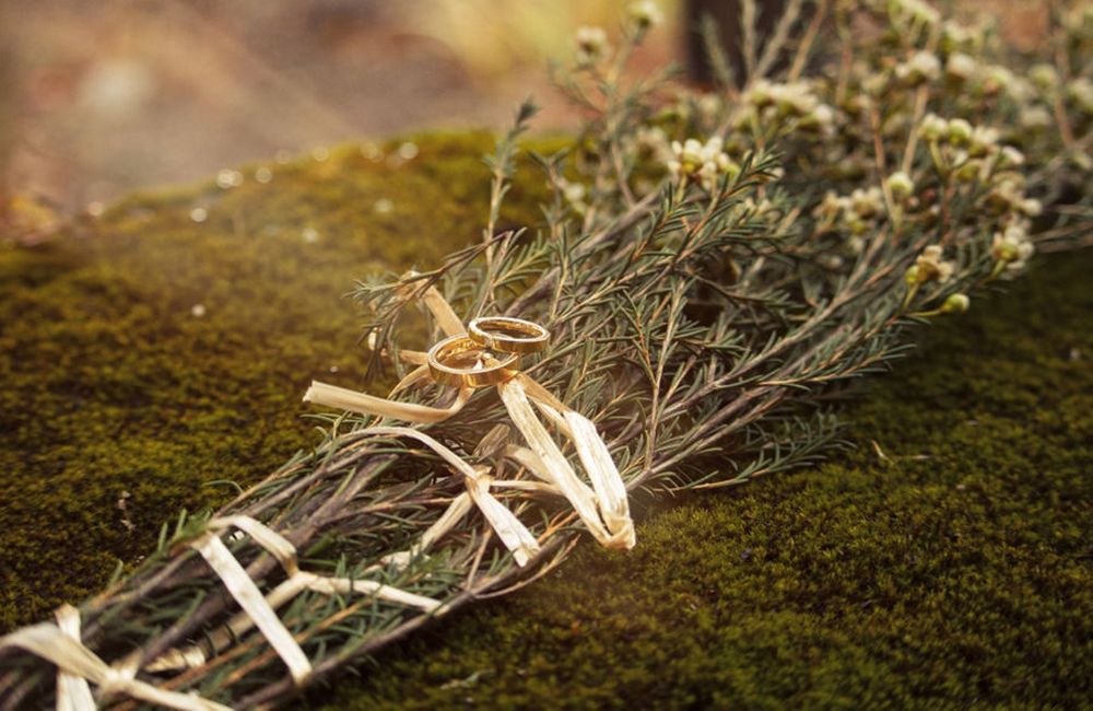 Pflanze, Holz, Insekt, Gras, Zweig, Landpflanze, Landschaft, Landtier, Schädling, Wildtier,