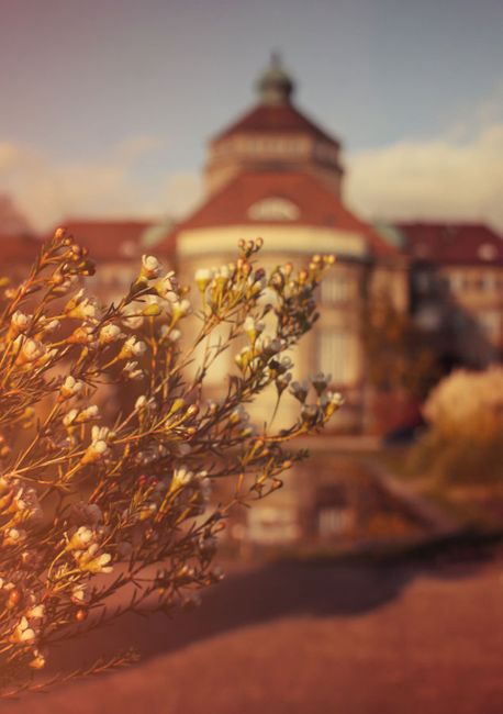 Blume, Himmel, Pflanze, Wolke, Gebäude, Blatt, Sonnenlicht, Holz, Baum, Zweig,