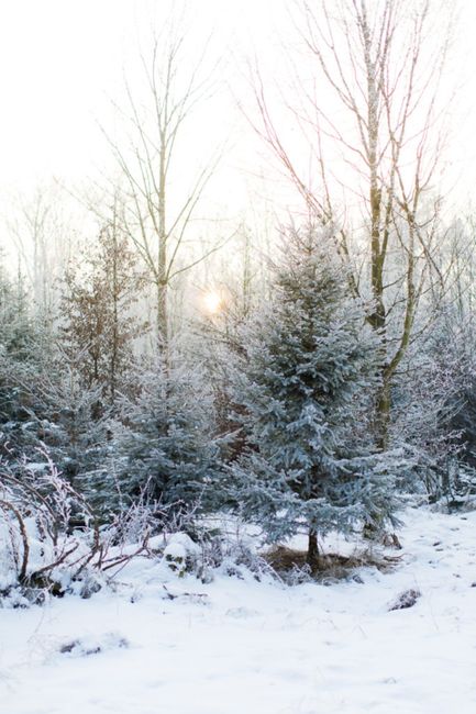 Himmel, Schnee, Pflanze, Wolke, Naturlandschaft, Zweig, Holz, Wasser, atmosphärische Erscheinung, Baum,