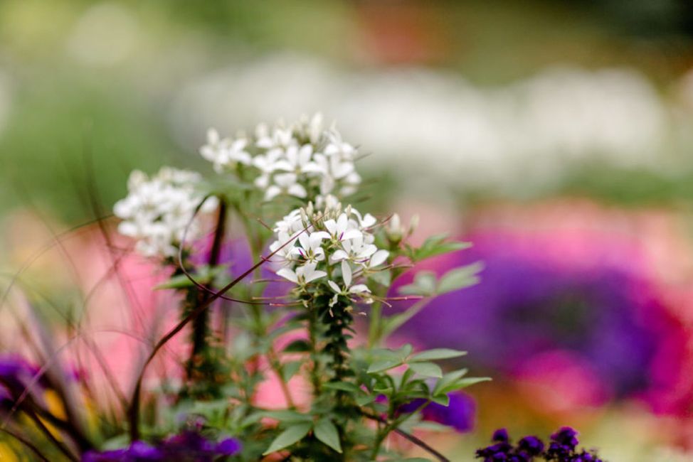 Blume,Pflanze,Zweig,Blütenblatt,Lila,Rosa,Violett,Gras,Landschaft,Bodendecker,