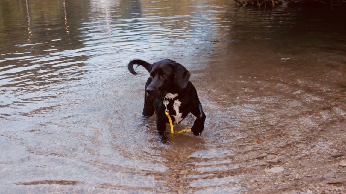 Wasser,Hund,Arbeitstier,Fleischfresser,Hunderasse,See,Wasserlauf,Kitz,Leber,Schnauze,