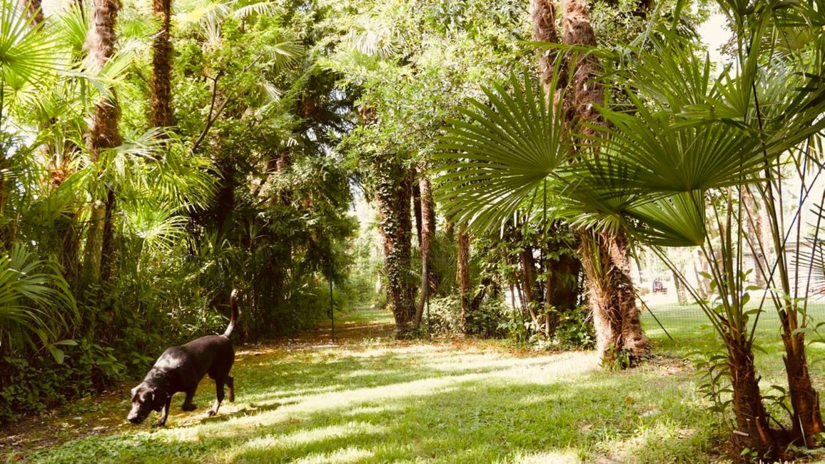 hundewiese in riva del garda