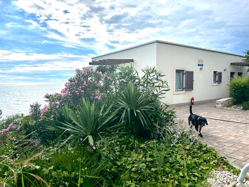 Wolke, Himmel, Pflanze, Hund, Blume, Gebäude, Fenster, Haus, Baum, Grundstück,