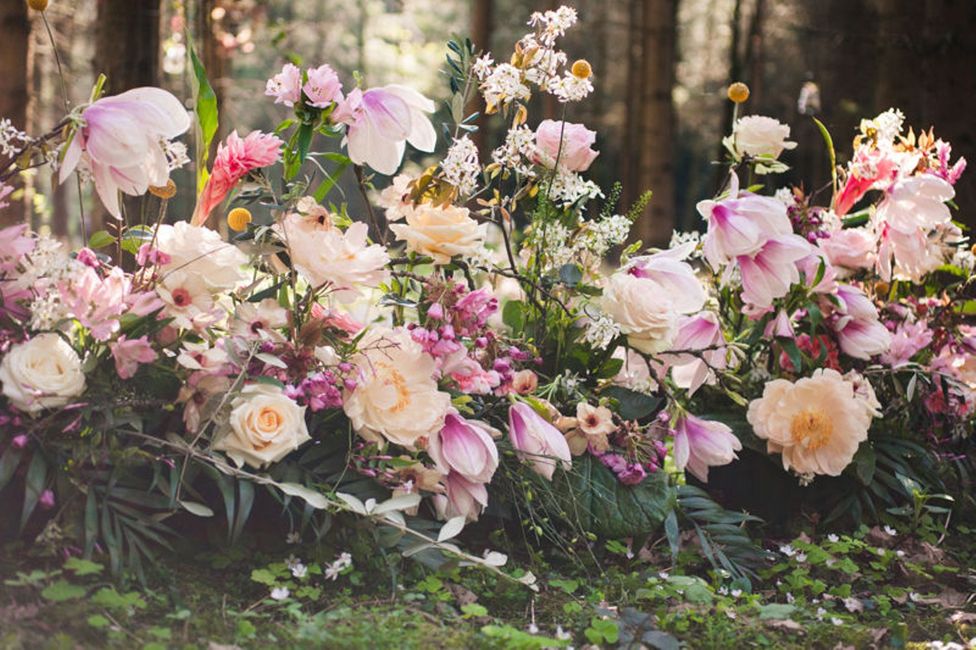 Blume,Pflanze,Natur,Blütenblatt,Botanik,Vegetation,Rosa,Gras,Rose,Gartenrosen,