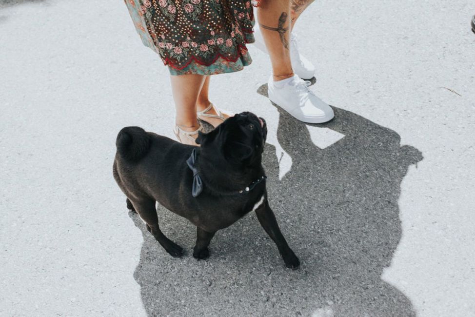 Schuh,Hund,Bein,Kleid,Straßenbelag,Knie,Asphalt,Oberschenkel,Fleischfresser,Straßenmode,