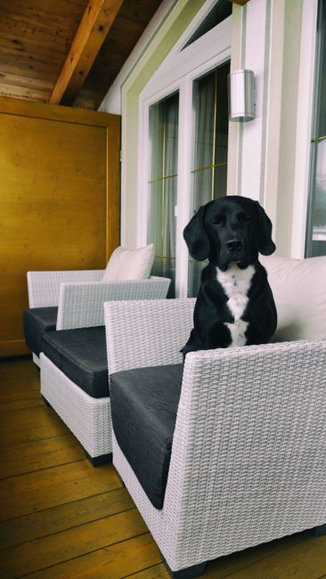 Hund,Komfort,Hunderasse,Fleischfresser,Begleithund,Stuhl,Couch,Holz,Studio-Couch,Arbeitstier,