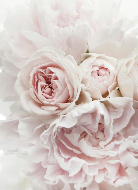 pfingstrosen wandkunst