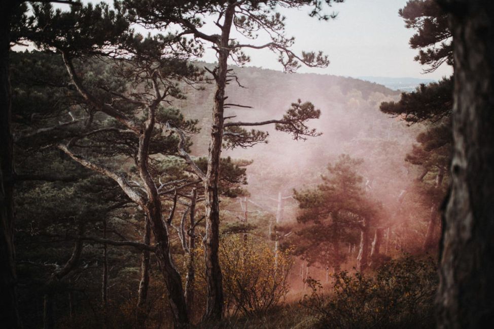 Pflanze, Atmosphäre, Himmel, Berg, Blatt, natürliche Umgebung, Holz, natürliche Landschaft, Wolke, Baum,