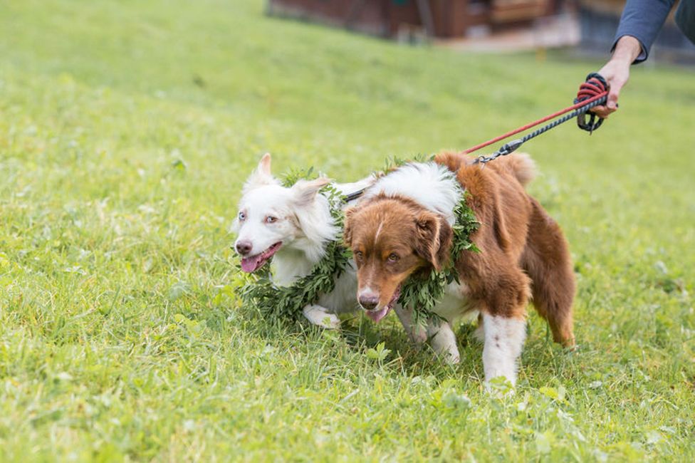 Hund,Wirbeltier,Pflanze,Gras,Halsband,Fleischfresser,Kitz,Hunderasse,Begleithund,Hundesport,