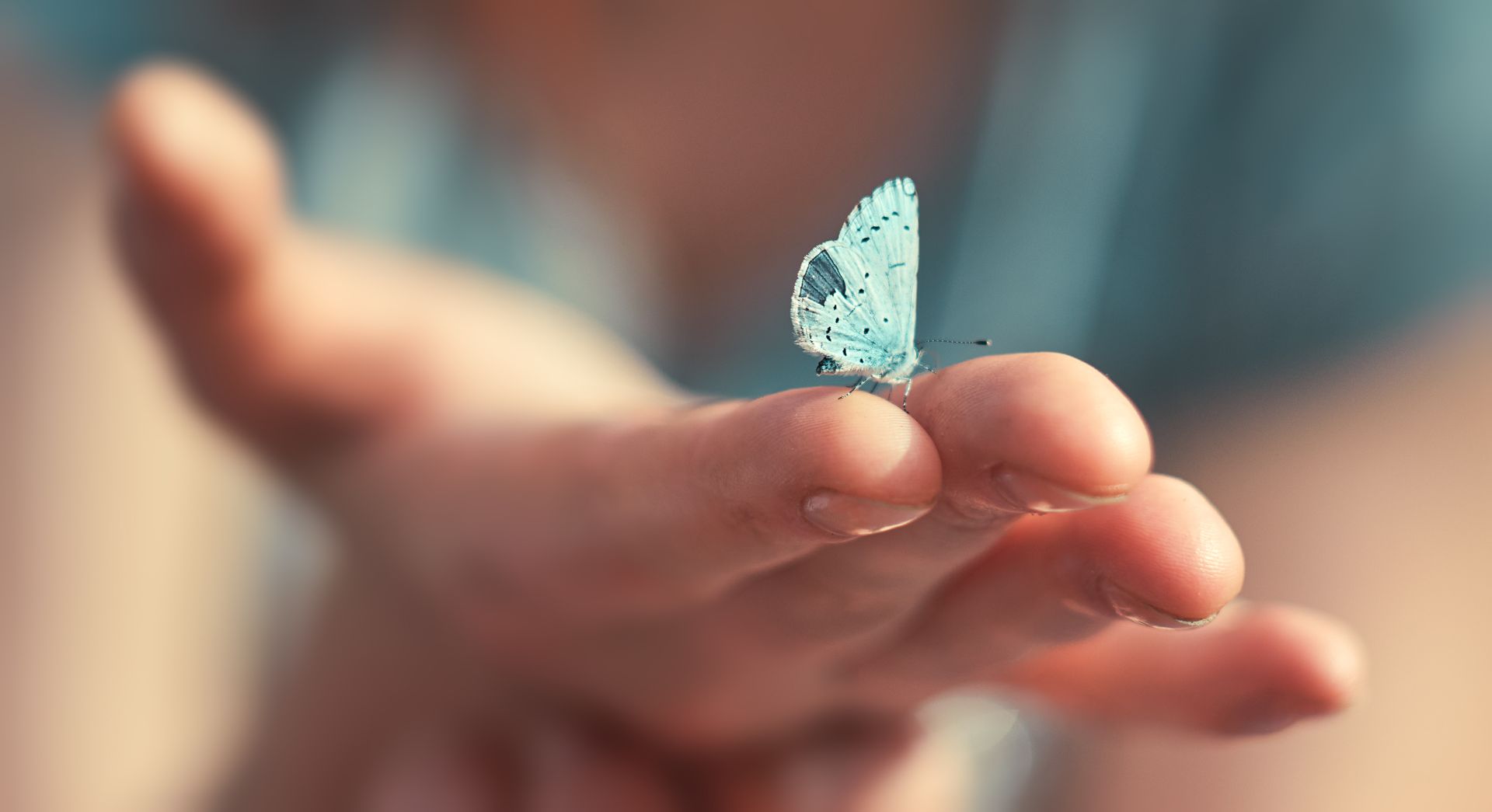 Schmetterlinge fliegen lassen auf der Hochzeit Schmetterlinge fliegen lassen auf der Hochzeit